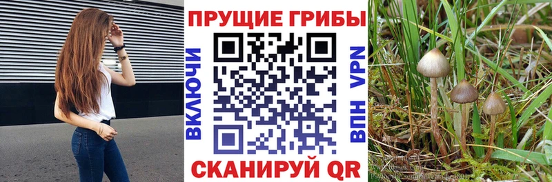 Галлюциногенные грибы Cubensis  Купить  Ковров 